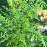 Cystopteris fragilis